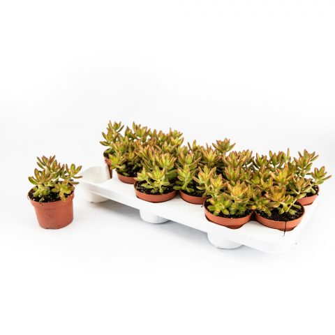 Sedum Adolphii <br>- 10.5 cm