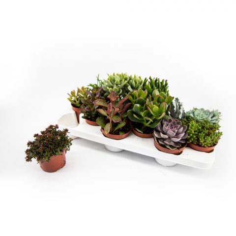 Succulenten gemengd <br>- 10.5 cm