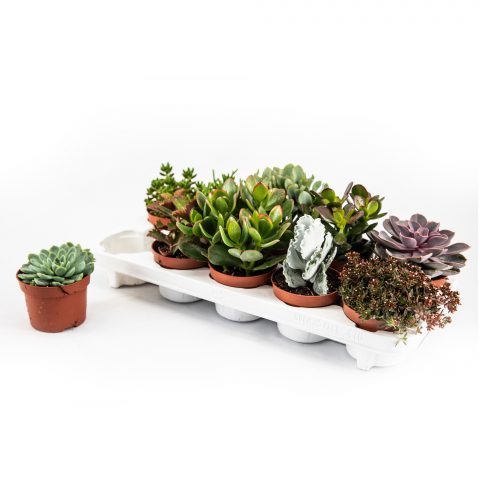 Succulenten gemengd <br>- 10.5 cm (10 x)