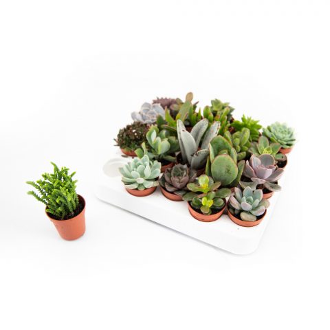 Succulenten gemengd <br>- 5.5 cm